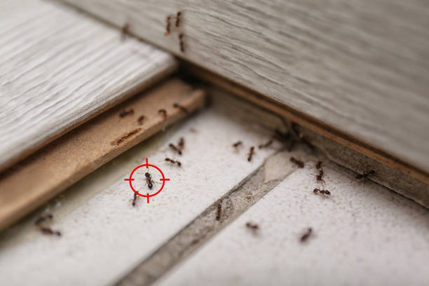 Best Spider Control Near Me  in Bayou Lourse, LA