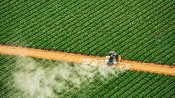 Reliable Bayou Lourse, LA Pest Control Solutions