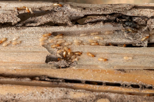 Best Pest Control Cost  in Bayou Lourse, LA